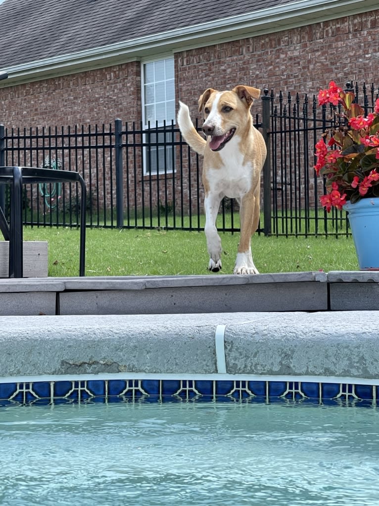 Buddy, a Border Collie and Golden Retriever mix tested with EmbarkVet.com