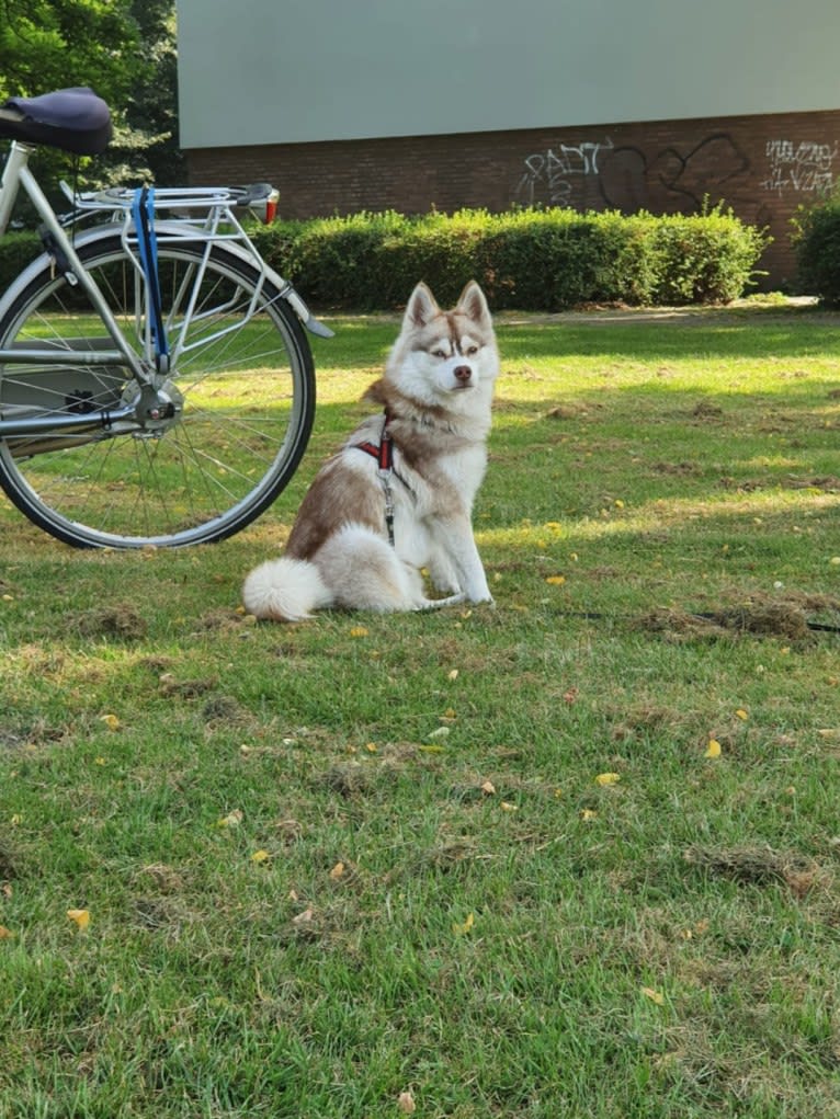 Simba, a Siberian Husky and Pomeranian mix tested with EmbarkVet.com