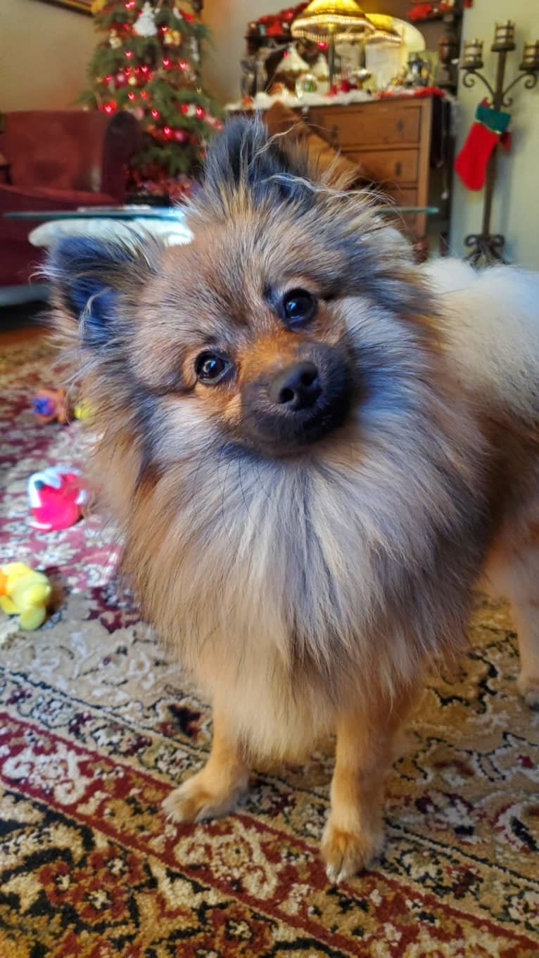 Grizzy, a Pomeranian tested with EmbarkVet.com