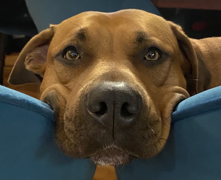 Xena “Zee”, an American Bully and American Pit Bull Terrier mix tested with EmbarkVet.com