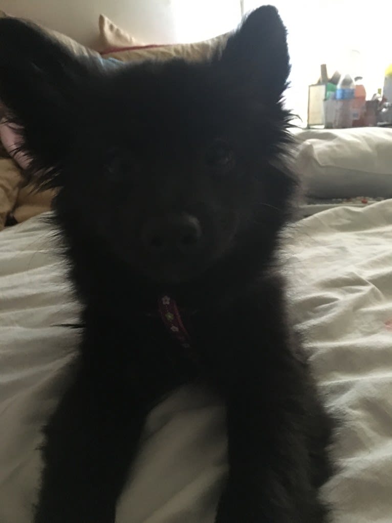 Leila, a Pomchi tested with EmbarkVet.com