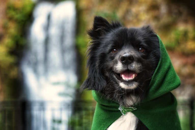 Jötunn, an Icelandic Sheepdog tested with EmbarkVet.com
