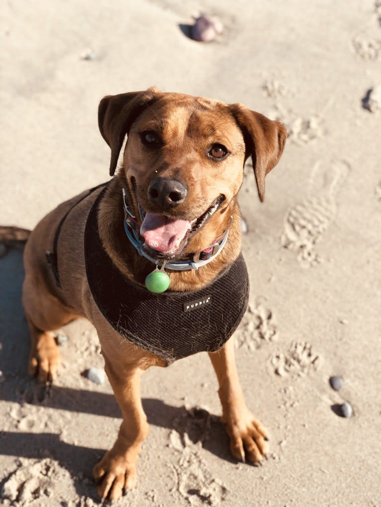 Ginger, a Rottweiler and American Pit Bull Terrier mix tested with EmbarkVet.com