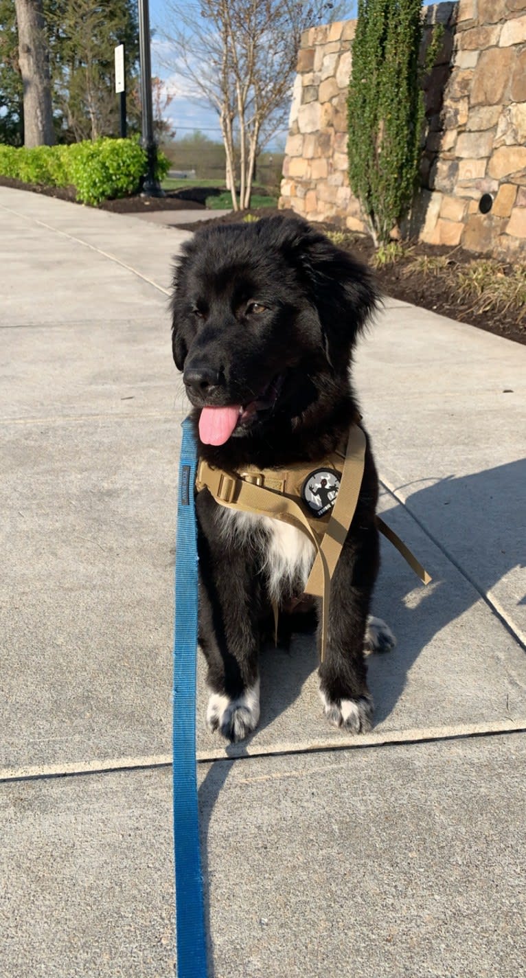 Oliver, a Great Pyrenees and Golden Retriever mix tested with EmbarkVet.com