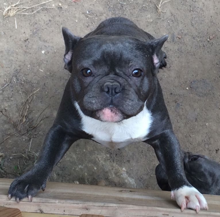 Penelope, a French Bulldog tested with EmbarkVet.com