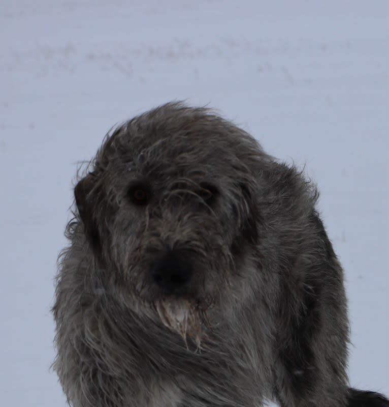 Wolfie, an Irish Wolfhound tested with EmbarkVet.com