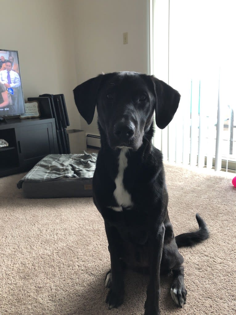 Thor, a Labrador Retriever and Great Pyrenees mix tested with EmbarkVet.com