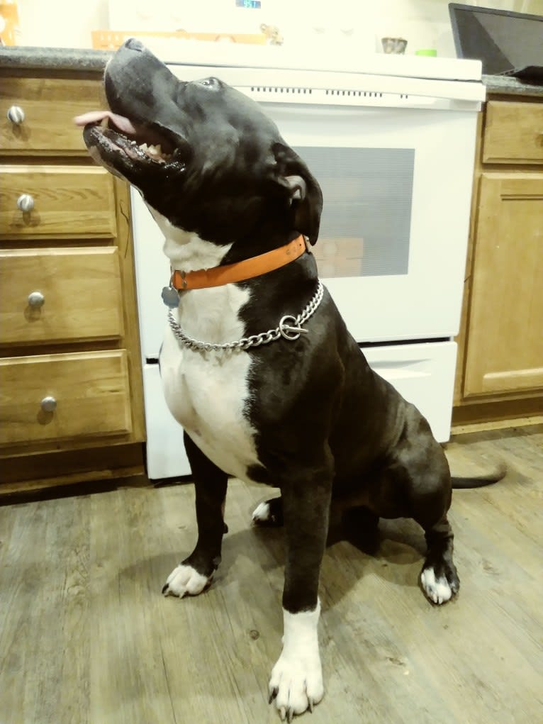 Hulk-E-Boy, an American Bully tested with EmbarkVet.com