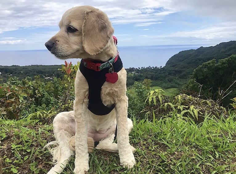 Daisy, a Cocker Spaniel and Poodle (Small) mix tested with EmbarkVet.com