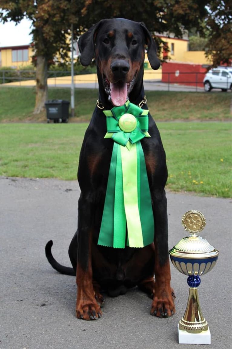 Tyson, a Doberman Pinscher tested with EmbarkVet.com