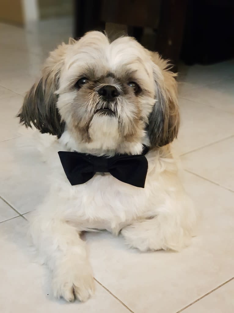 Einstein, a Shih Tzu tested with EmbarkVet.com