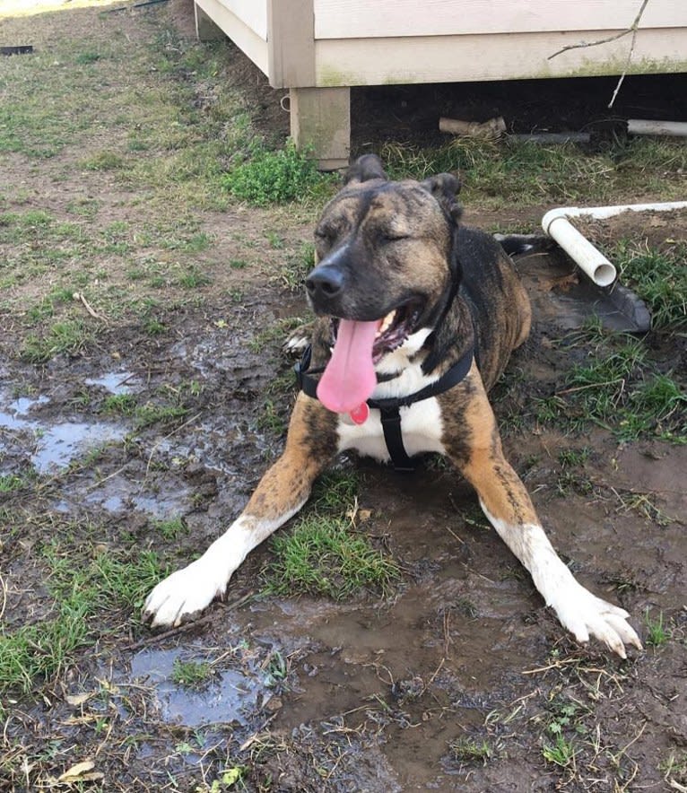 Gus, an American Pit Bull Terrier and Akita mix tested with EmbarkVet.com