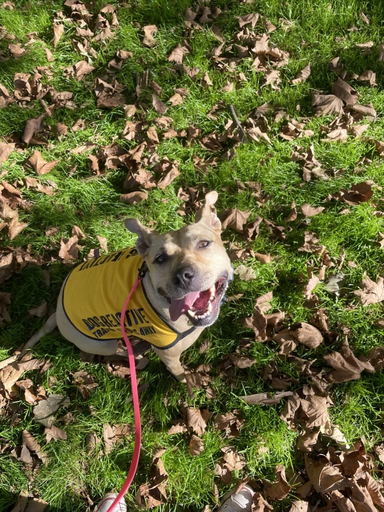 Winnie, an American Pit Bull Terrier tested with EmbarkVet.com