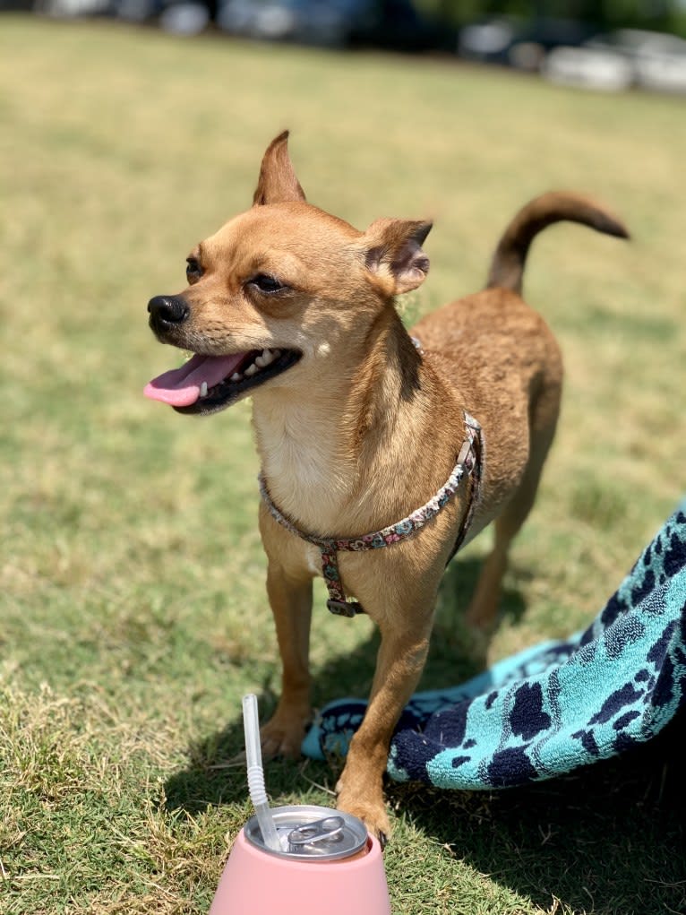 Figgy Smallz, a Miniature Pinscher and Chihuahua mix tested with EmbarkVet.com