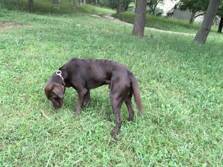 Jimmy, a Labrador Retriever and Collie mix tested with EmbarkVet.com