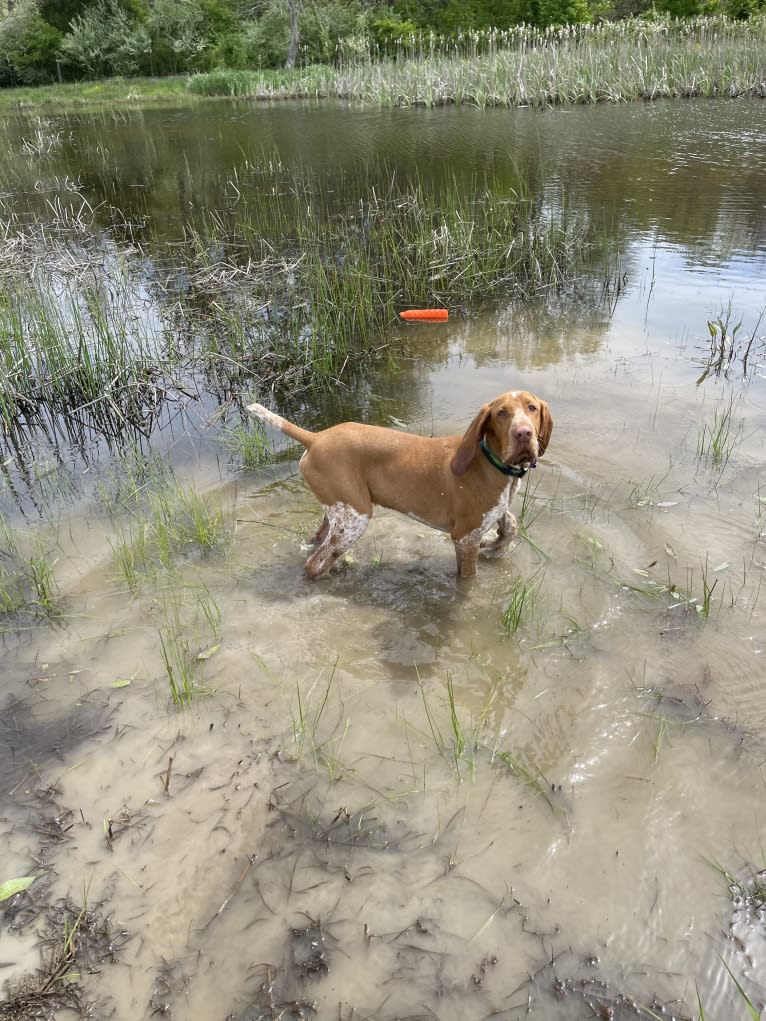 Archie, a Bracco Italiano tested with EmbarkVet.com