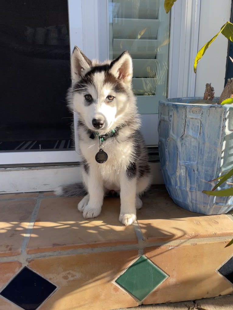 Hazel, a Siberian Husky and German Shepherd Dog mix tested with EmbarkVet.com