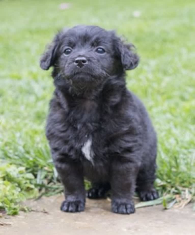 Jasper, a Poodle (Small) and Chihuahua mix tested with EmbarkVet.com