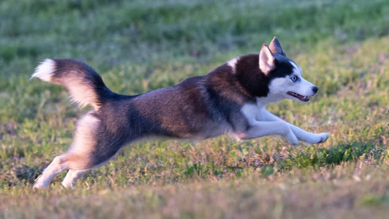 SKADI, a Pomsky tested with EmbarkVet.com