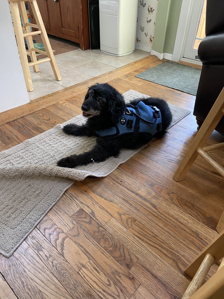 Apollo, a Poodle (Small) and Cocker Spaniel mix tested with EmbarkVet.com