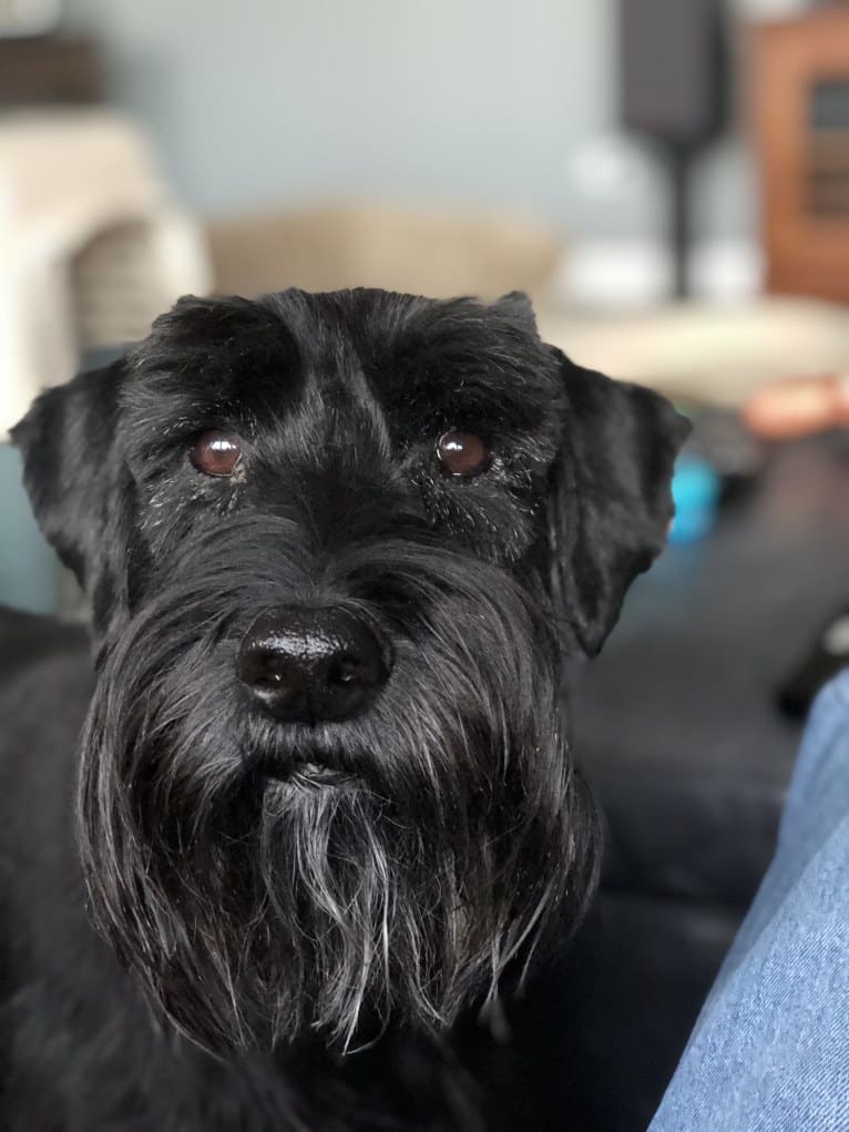 Monty, a Standard Schnauzer tested with EmbarkVet.com