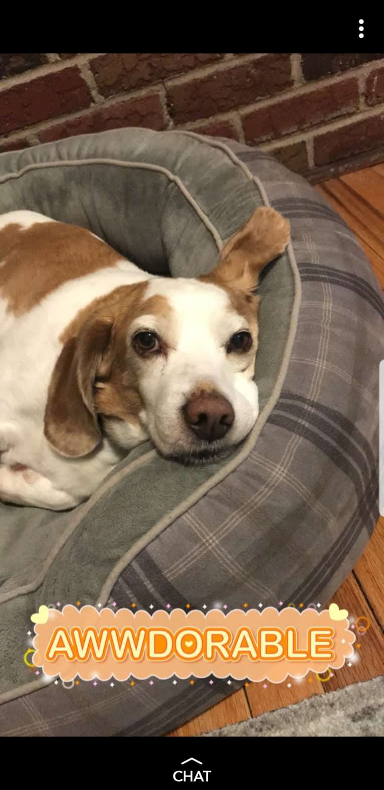 Tucker, a Beagle tested with EmbarkVet.com