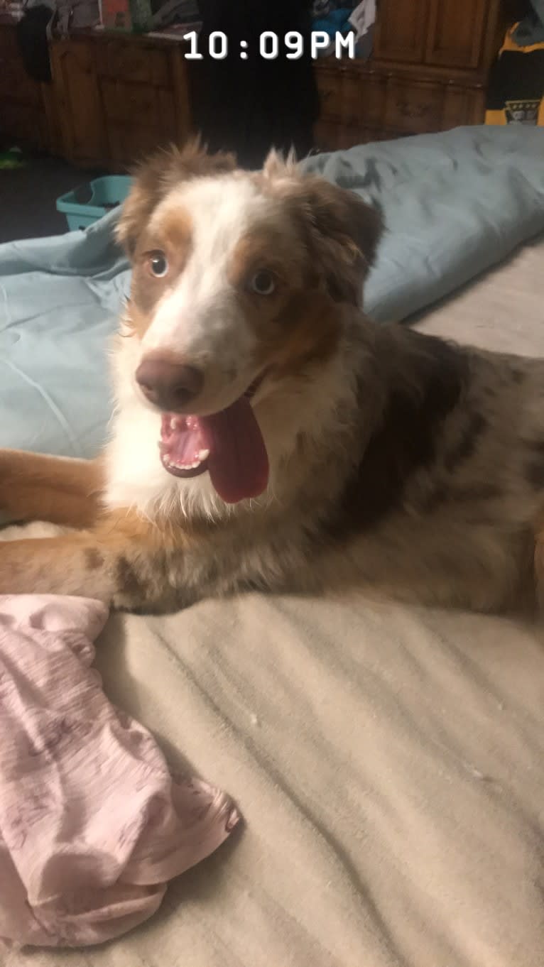 Harrison, an Australian Shepherd and Border Collie mix tested with EmbarkVet.com