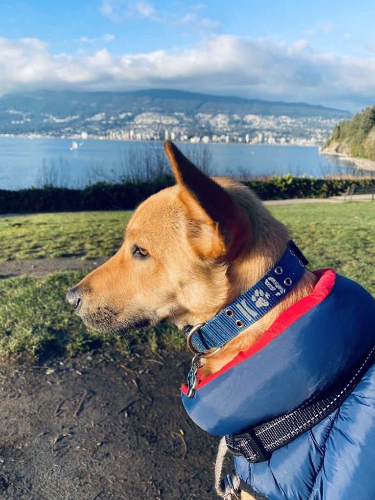 Oliver, a Formosan Mountain Dog tested with EmbarkVet.com