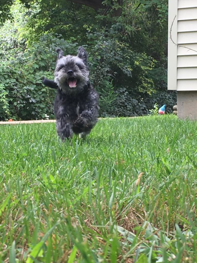 Ajax, a Pug and Cocker Spaniel mix tested with EmbarkVet.com