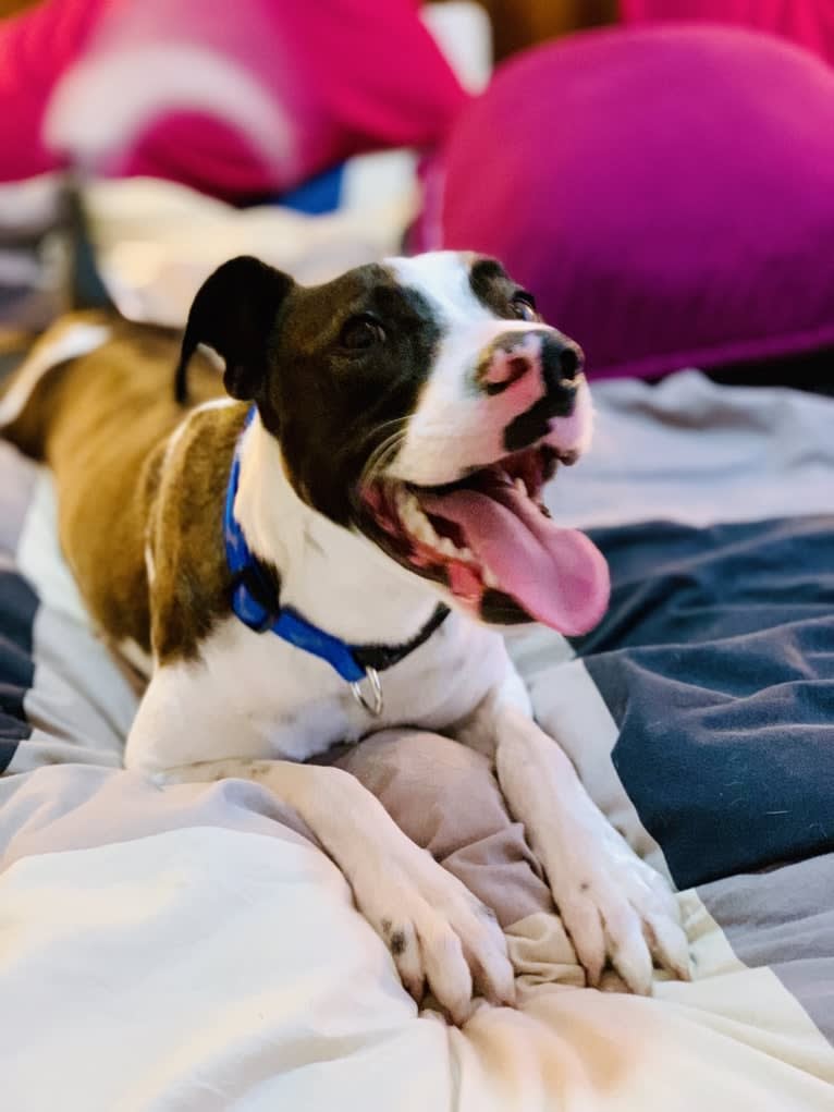 Digby Naruhito, Crown Prince of Galt, an American Pit Bull Terrier and Collie mix tested with EmbarkVet.com