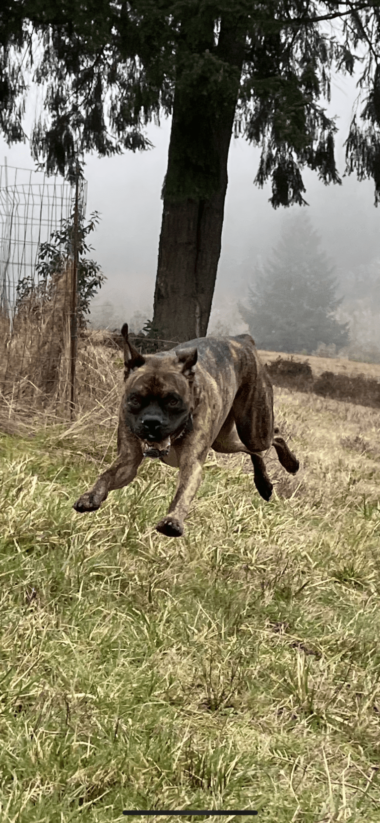 Ozzy, a Boxer and American Bulldog mix tested with EmbarkVet.com