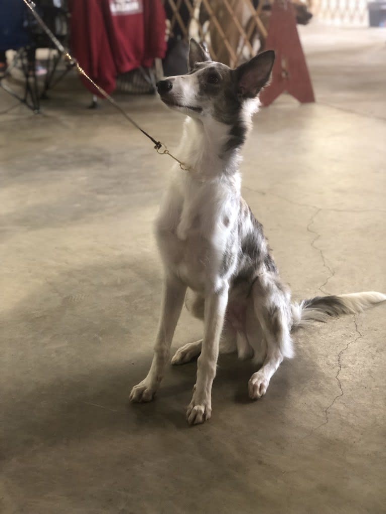 Twig, a Silken Windhound tested with EmbarkVet.com