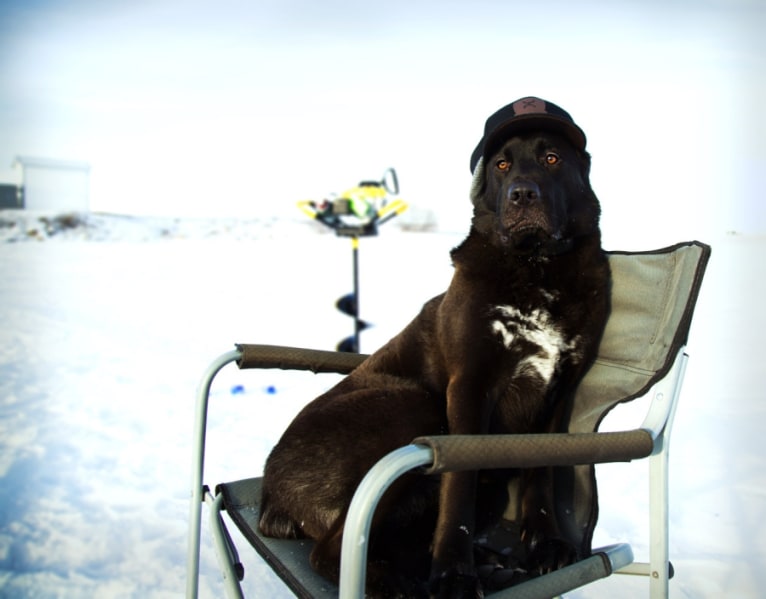 Cargo, a Saint Bernard and German Shepherd Dog mix tested with EmbarkVet.com