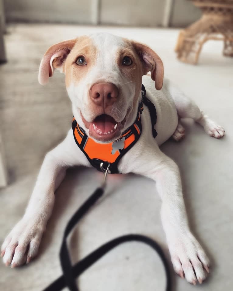 Casper, an American Pit Bull Terrier and Labrador Retriever mix tested with EmbarkVet.com