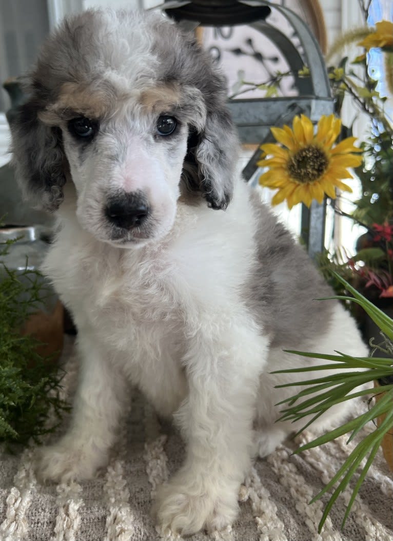 Lexie, a Poodle (Standard) tested with EmbarkVet.com