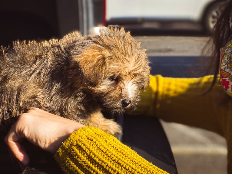 Luna, a Cairn Terrier and Poodle (Small) mix tested with EmbarkVet.com