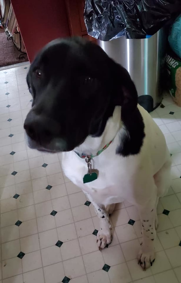 Rufus, an American Pit Bull Terrier and German Shorthaired Pointer mix tested with EmbarkVet.com