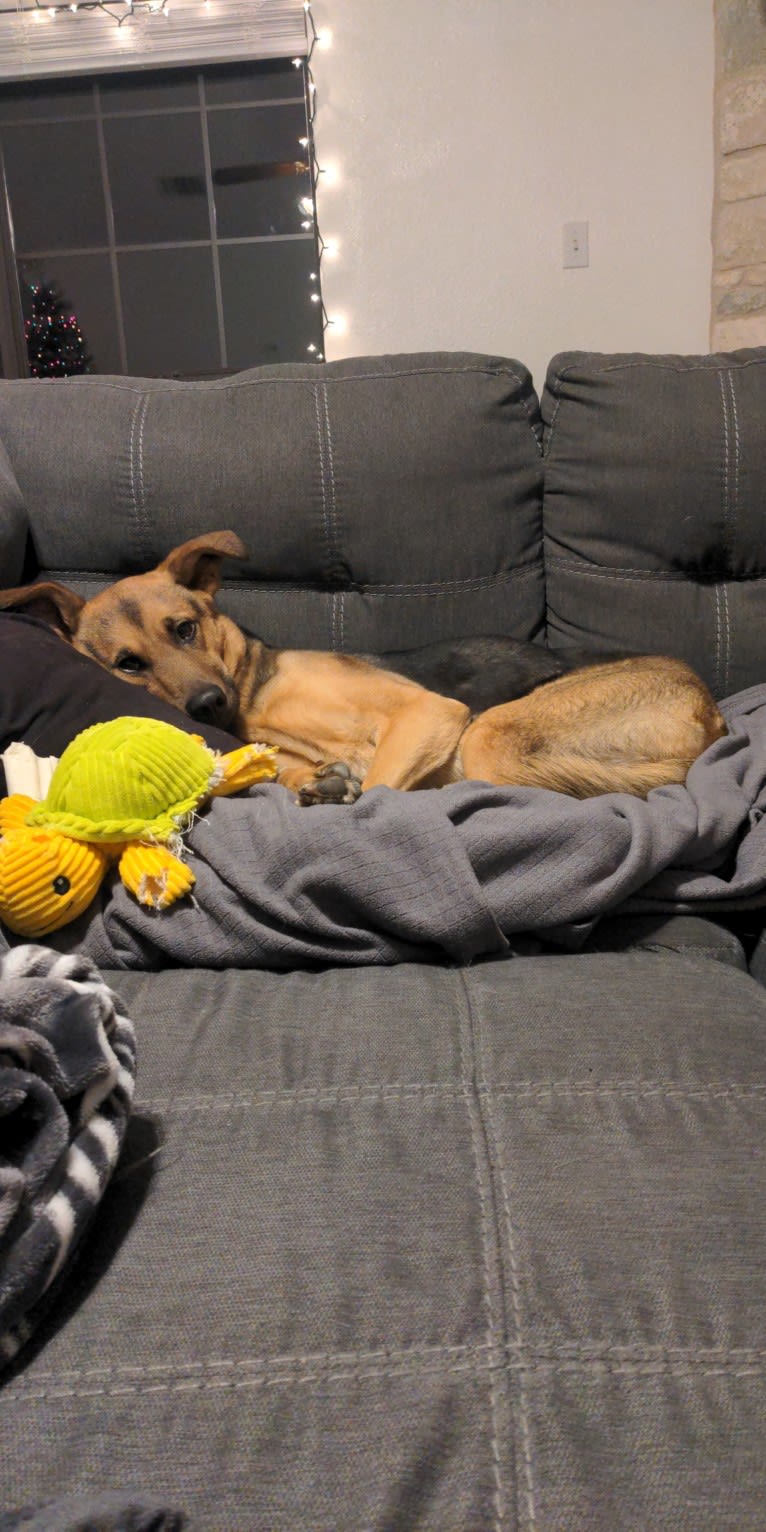 Koda (Simon), a Formosan Mountain Dog and Golden Retriever mix tested with EmbarkVet.com