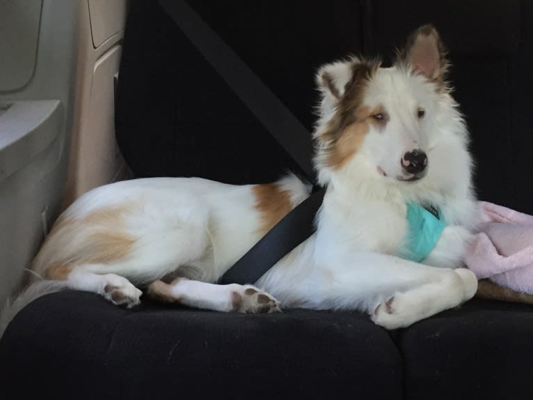 Jax, a Shetland Sheepdog and Australian Cattle Dog mix tested with EmbarkVet.com