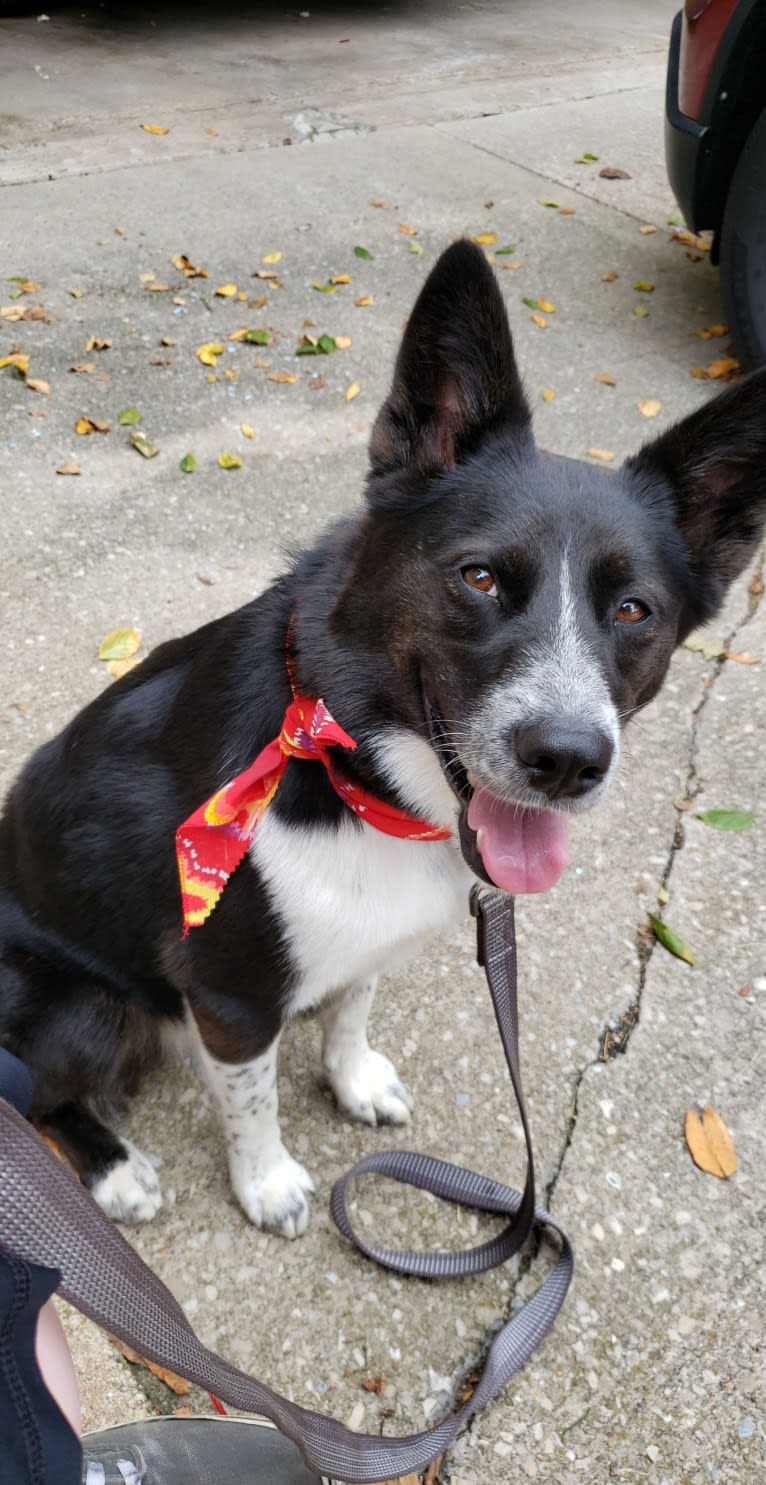 Kaylee, an Australian Cattle Dog and Alaskan Malamute mix tested with EmbarkVet.com