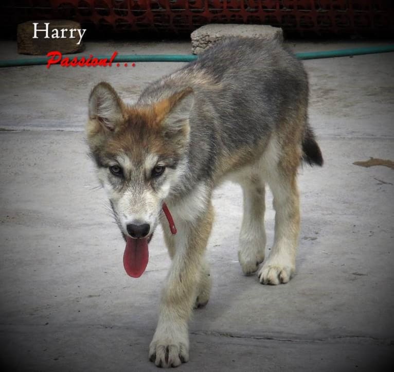 Harry a dog tested with EmbarkVet.com