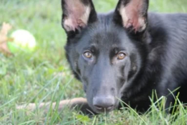 Jasmine, a German Shepherd Dog tested with EmbarkVet.com