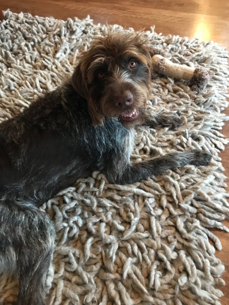Didi, a German Wirehaired Pointer tested with EmbarkVet.com
