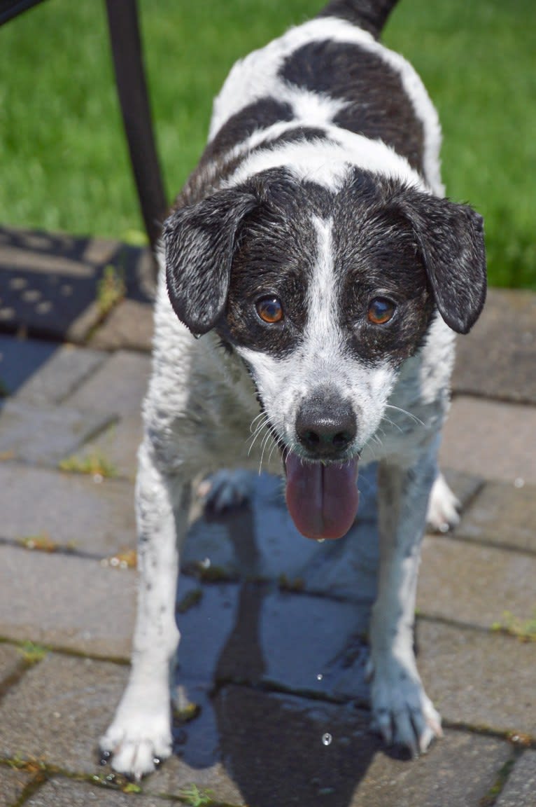 Jack, a Russell-type Terrier and Mountain Cur mix tested with EmbarkVet.com