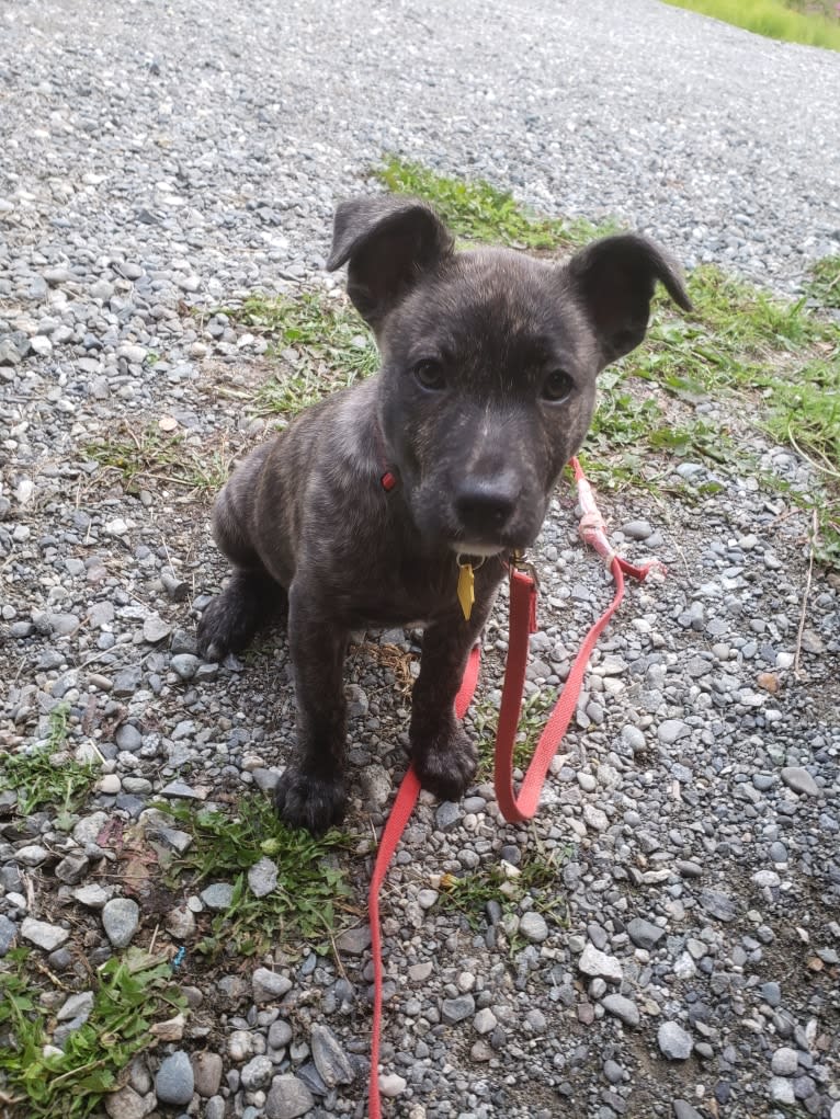 Newton, an American Bulldog and Labrador Retriever mix tested with EmbarkVet.com