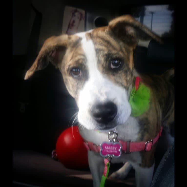 Maeby, an American Pit Bull Terrier and Chow Chow mix tested with EmbarkVet.com