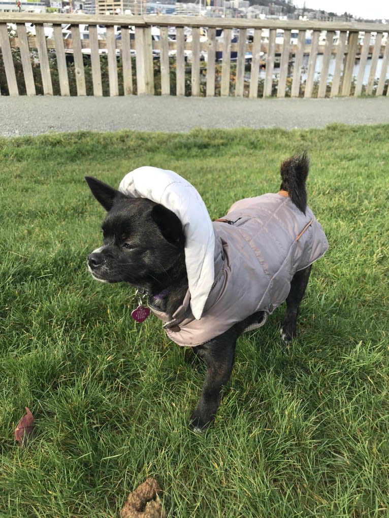 Indy, a Pomeranian and Shih Tzu mix tested with EmbarkVet.com