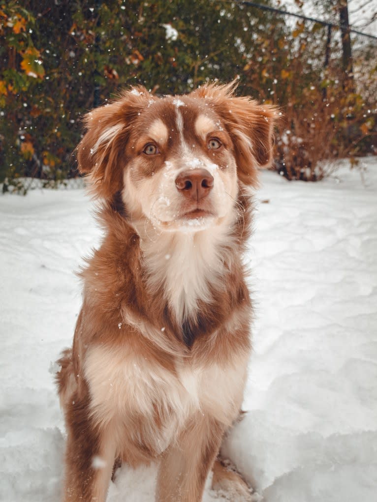 Farley, an Australian Shepherd tested with EmbarkVet.com