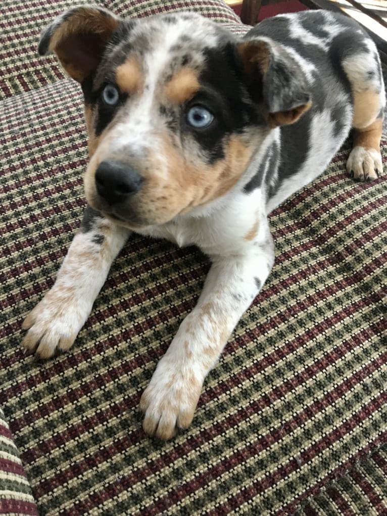 Duncan, an Australian Cattle Dog and American Pit Bull Terrier mix tested with EmbarkVet.com