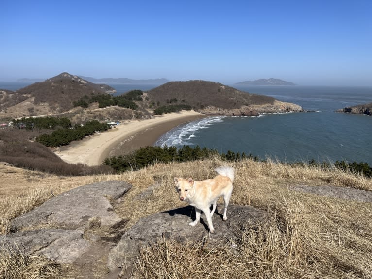 SunShim, a Japanese or Korean Village Dog tested with EmbarkVet.com